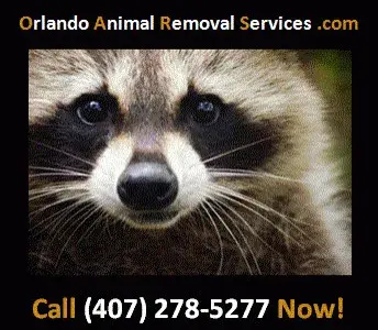 Orlando Animal Removal Services - Junk Removal & Hauling in Orlando, FL