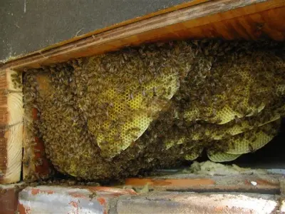 Re-Hive - Pest Control Services in Cincinnati, OH