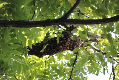 Re-Hive - Pest Control Services in Cincinnati, OH