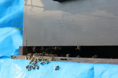 Re-Hive - Pest Control Services in Cincinnati, OH