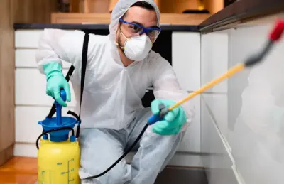 City of Stars Termite Removal Experts - Pest Control Services in Brisbane, CA
