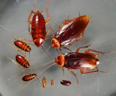 ROACHES — Pest Control Services project by Sound Pest Solutions