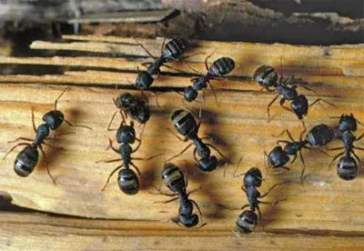 Company Images — Pest Control Services project by Modern Pest Control