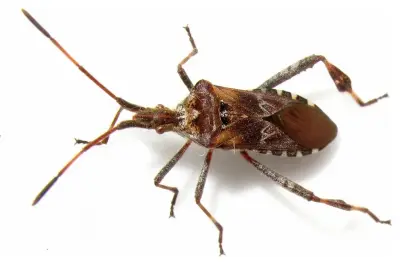 Modern Pest Control - Pest Control Services in Puyallup, WA