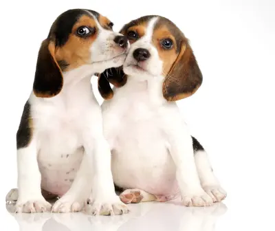 PDS Center - Pest Control Services in Philadelphia, NY