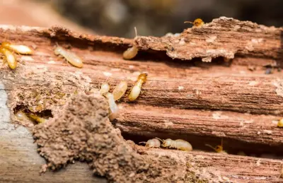 Flower City Termite Experts - Pest Control Services in Springfield, IL