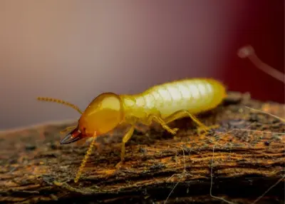 Flowertown Termite Experts - Pest Control Services in Summerville, SC