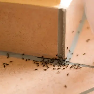 Good Living Terminators - Pest Control Services in Denver, CO