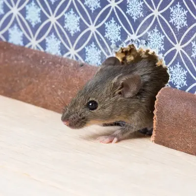 Good Living Terminators - Pest Control Services in Denver, CO