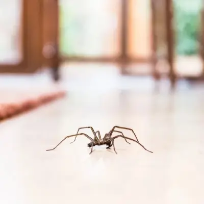 Good Living Terminators - Pest Control Services in Denver, CO