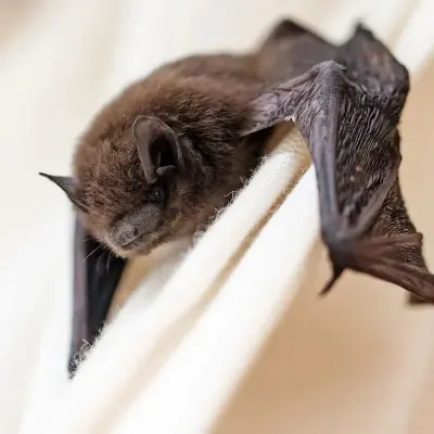 Good Living Terminators - Pest Control Services in Denver, CO