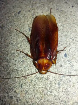 Irish Pest, Weeds & Termite - Pest Control Services in Surprise, AZ