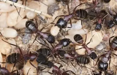 Integrated Pest Management - Pest Control Services in Colorado Springs, CO