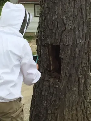 HoneyBee Removal Service - Pest Control Services in Harrison, OH