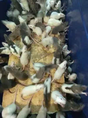 Dave's Rat & Mouse House - Pest Control Services in Naples, FL