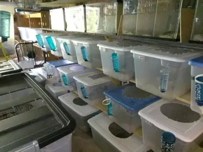 Dave's Rat & Mouse House - Pest Control Services in Naples, FL