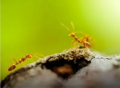 Insight Pest Solutions -Ft. Wayne - Pest Control Services in Fort Wayne, IN