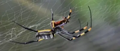 Insight Pest Solutions -Ft. Wayne - Pest Control Services in Fort Wayne, IN