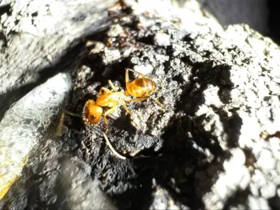 Nappkn Pest and Home Services - Pest Control Services in San Antonio, TX