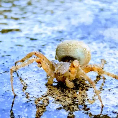 Nappkn Pest and Home Services - Pest Control Services in San Antonio, TX