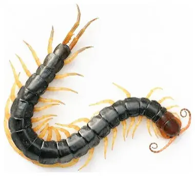The Southfield Pest Control Crew - Pest Control Services in Southfield, MI