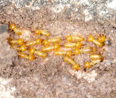 The Southfield Pest Control Crew - Pest Control Services in Southfield, MI