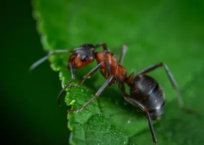 The Monroe Pest Control Team - Pest Control Services in Monroe, MI