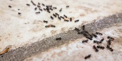 Sparrow's Pest Control - Bellingham - Pest Control Services in Bellingham, WA
