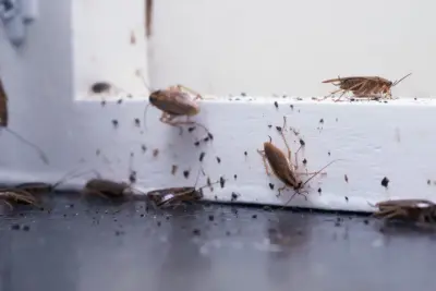 Sparrow's Pest Control - Bellingham - Pest Control Services in Bellingham, WA