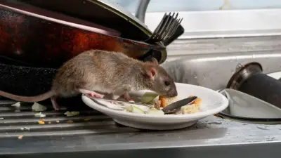 Sparrow's Pest Control - Bellingham - Pest Control Services in Bellingham, WA