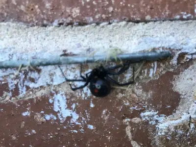 EnviroTech Exterminating - Pest Control Services in Broken Arrow, OK