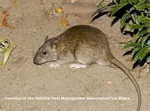 Sound Pest Solutions - Pest Control Services in Steilacoom, WA