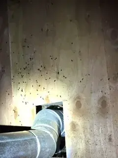 Parker Eco Pest Control Seattle - Pest Control Services in Seattle, WA