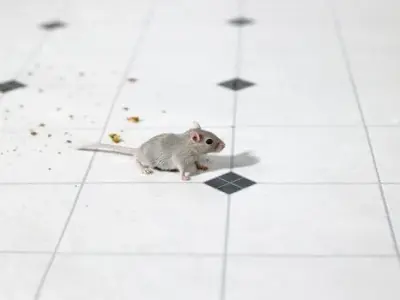 Seven Brothers Pest Control Inc. - Pest Control Services in North Port, FL