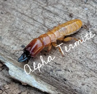 Alpha Termite - Pest Control Services in Los Angeles, CA