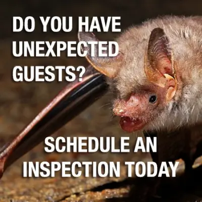 Varmint Gone Lake Norman - Pest Control Services in Mooresville, NC