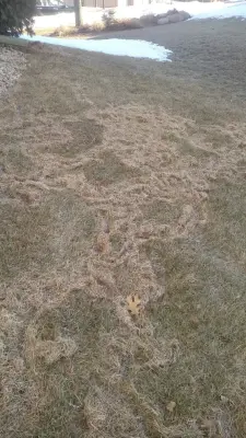Metro Mole Control - Tree & Shrub Care in Brooklyn Park, MN