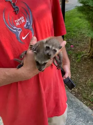 Elite Wildlife Removal - Pest Control Services in Colonial Beach, VA