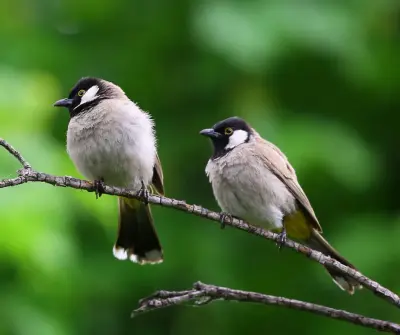 Elite Wildlife Removal - Pest Control Services in Colonial Beach, VA