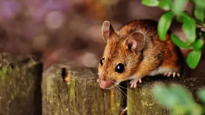 Elite Wildlife Removal - Pest Control Services in Colonial Beach, VA