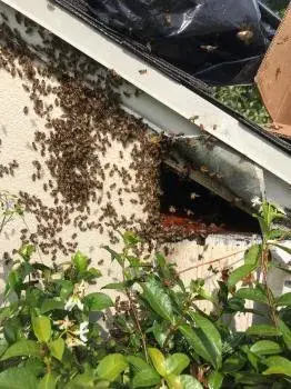 ABC Bee Control - Drywall Installation & Repair in Venice, CA
