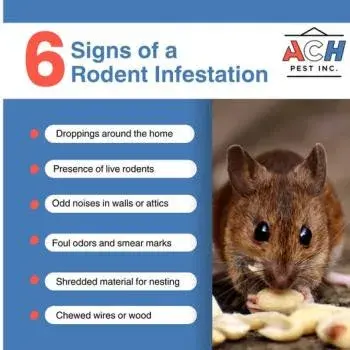 ACH Pest, Inc. Waco - Pest Control Services in Waco, TX