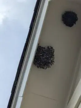 ACH Pest, Inc. Waco - Pest Control Services in Waco, TX