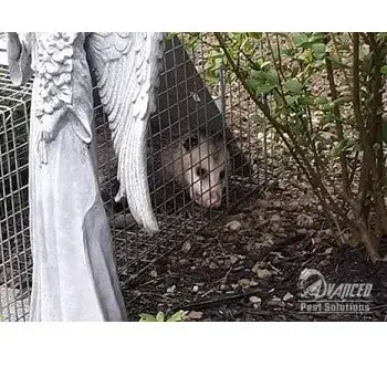 Advanced Pest Solutions - Pest Control Services in Litchfield, ME