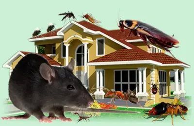 Affordable Bed Bug Removal Specialists - Pest Control Services in Newark, NJ