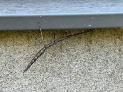 Allen Pest Management - Pest Control Services in Bentonville, AR