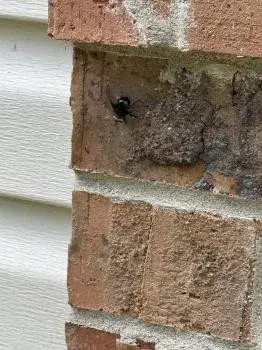 Allen Pest Management - Pest Control Services in Bentonville, AR