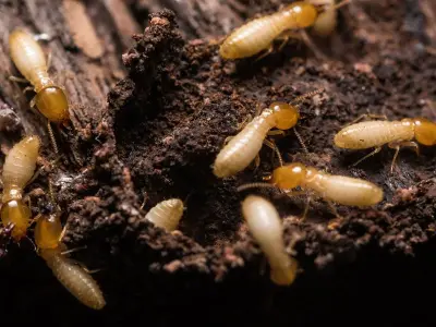 Allied Termite & Pest Control Inc - Pest Control Services in Cordova, TN
