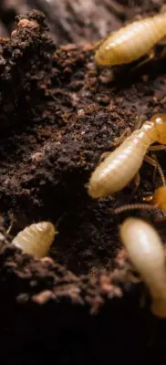 Allied Termite & Pest Control Inc - Pest Control Services in Cordova, TN
