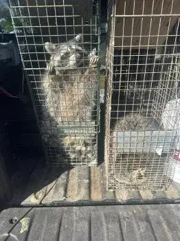 Alpha Wildlife and Pest Management - Pest Control Services in Milford, CT